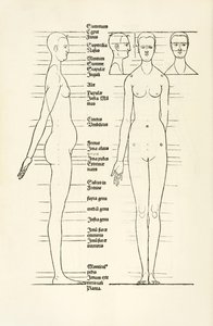 Drzeworyt kobiecy anatomiczny z "Herin to cztery księgi o proporcjach ludzkich" autorstwa Albrecht Dürer