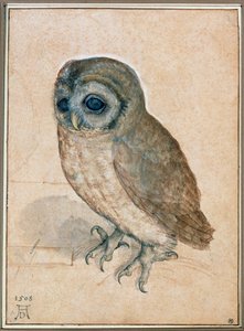 Kaeuzchen - Mała Sowa autorstwa Albrecht Dürer or Duerer