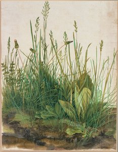 Duża kępa torfu - Das grosse Rasenstueck autorstwa Albrecht Dürer or Duerer
