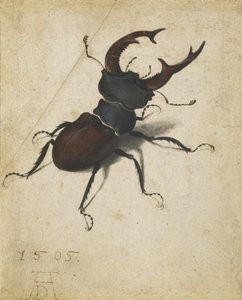 Jelonek rogacz autorstwa Albrecht Dürer