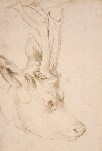 Samiec Tete de chevreuil - Dessin de Albrecht Durer (1471-1528), vers 1503 - Głowa Roebuck - Pióro i pędzel, szary i brązowy tusz na papierze Albrechta Durera (1471-1528), ca1503 - 22,8x15,3 cm - Muzeum Sztuki Nelson-Atkins, Kansas City, Missouri autorstwa Albrecht Dürer
