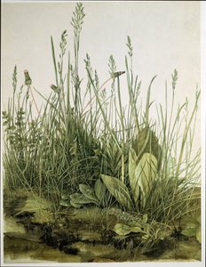 Duży kawałek murawy autorstwa Albrecht Dürer or Duerer
