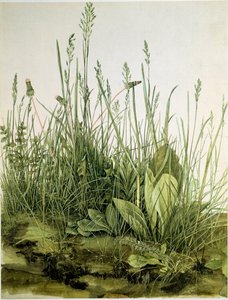 Brud z dzikimi ziołami Akwarela Albrechta Durera (1471-1528) 1503 Wym. 41x31,5 cm Grafika Sammlung Albertina autorstwa Albrecht Dürer