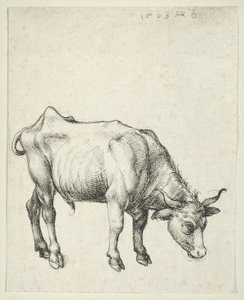 Młody byk, ok.1493 autorstwa Albrecht Dürer