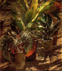 Begonie. autorstwa Aleksander Gierymski