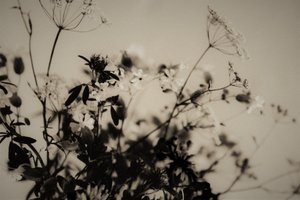 dekoracje naturalne,2019,(fotografia) autorstwa Alex Caminker