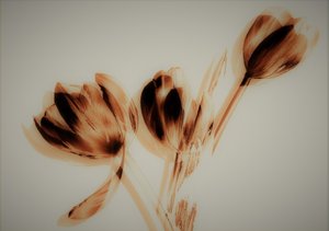 tulipany, 2019, (media mieszane) autorstwa Alex Caminker
