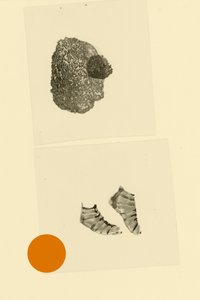 Głowonóg autorstwa Alexander Adiels