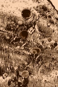 Tlen autorstwa Alexander Adiels