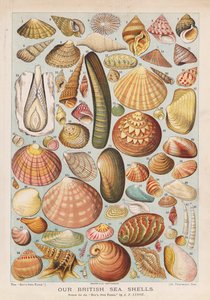 Brytyjskie muszle (chromolitho)