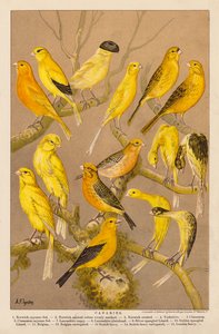 Kanarki (chromolitho) autorstwa Alexander Francis (after) Lydon