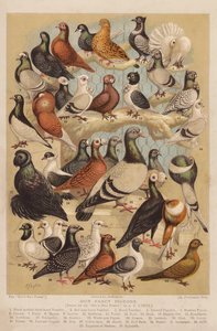 Gołębie (chromolitho) autorstwa Alexander Francis (after) Lydon