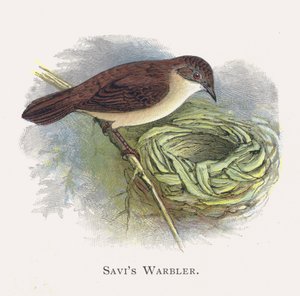 Savis Warbler autorstwa Alexander Francis Lydon
