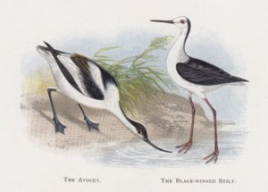 Avocet, czarnoskrzydłe szczudło autorstwa Alexander Francis Lydon