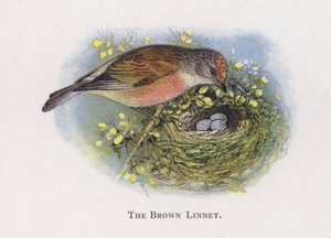 Brązowa Linnet autorstwa Alexander Francis Lydon