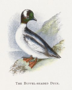 Kaczka Buffel-headed autorstwa Alexander Francis Lydon