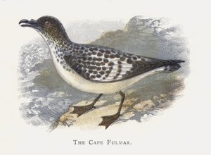 Przylądek Fulmar autorstwa Alexander Francis Lydon
