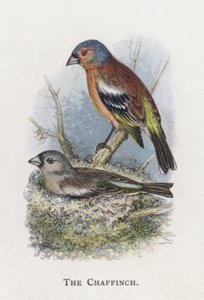 Zięba autorstwa Alexander Francis Lydon