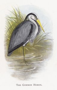 Czapla zwyczajna autorstwa Alexander Francis Lydon
