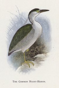 Ślepowron autorstwa Alexander Francis Lydon