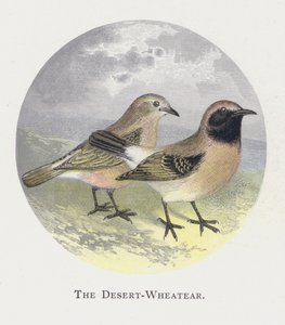 Pustynia-Wheatear autorstwa Alexander Francis Lydon