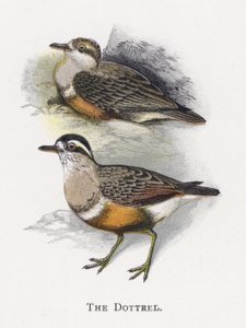 Dottrel autorstwa Alexander Francis Lydon