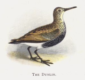 Dunlina autorstwa Alexander Francis Lydon