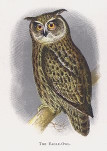 Puchacz autorstwa Alexander Francis Lydon