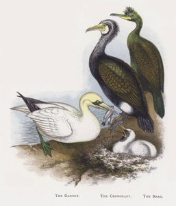 Głuptak, Kormoran, Kudłaty autorstwa Alexander Francis Lydon