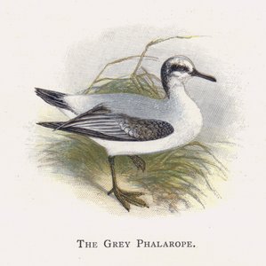 Szary Falarop autorstwa Alexander Francis Lydon