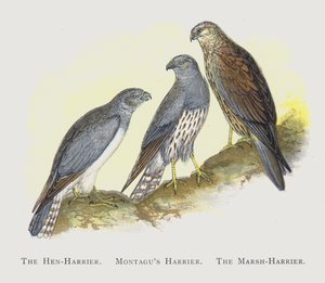 Kura błotniak, błotniak montagus, błotniak błotny autorstwa Alexander Francis Lydon