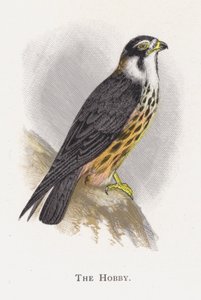 Hobby autorstwa Alexander Francis Lydon