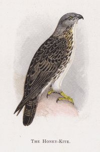 Miodowy Latawiec autorstwa Alexander Francis Lydon