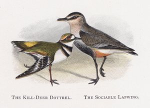 Kropka Killdeer, Towarzyska Czajka autorstwa Alexander Francis Lydon