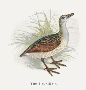 Land-Rail autorstwa Alexander Francis Lydon
