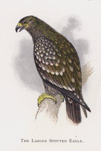 Orlik grubodzioby autorstwa Alexander Francis Lydon