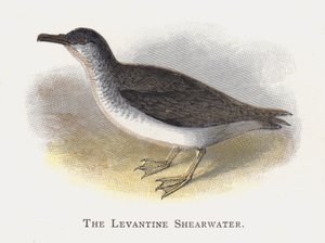 Burzyk Lewantyński autorstwa Alexander Francis Lydon