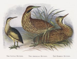Bączek, Bąk amerykański, Bączek autorstwa Alexander Francis Lydon