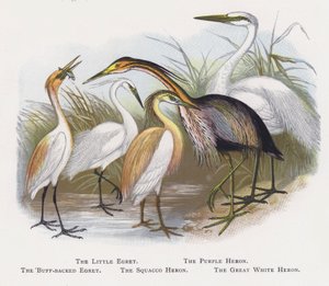 Czapla mała, czapla purpurowa, czapla płowa, czapla squacco, czapla biała autorstwa Alexander Francis Lydon