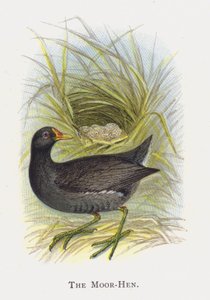 Kura Maurów autorstwa Alexander Francis Lydon