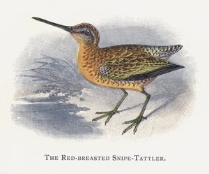 Snipe-Tattler rdzawopierśny autorstwa Alexander Francis Lydon