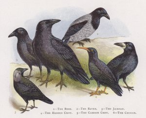 Gawron, Kruk, Kawka, Zakapturzona Wrona, Czarnowron, Chough