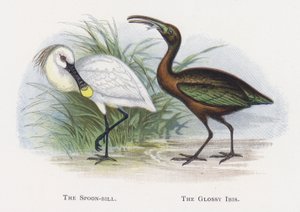 Łyżeczka, Błyszczący Ibis autorstwa Alexander Francis Lydon
