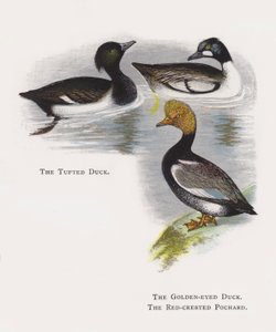 Czernica, Złotooka Kaczka, Czerwonoczuba Pochard autorstwa Alexander Francis Lydon