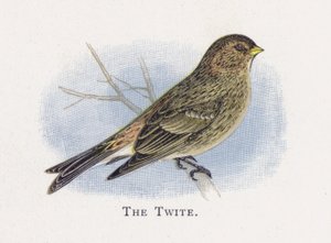 Twitte autorstwa Alexander Francis Lydon