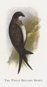 Jerzyk białobrzuchy autorstwa Alexander Francis Lydon