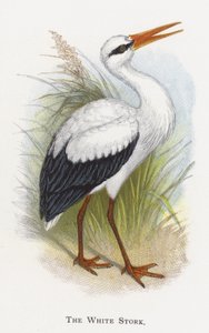 Bocian biały autorstwa Alexander Francis Lydon