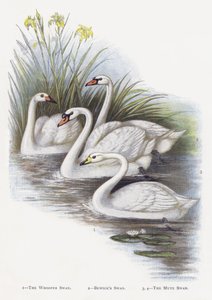 Łabędź krzykliwy, Łabędź Bewicks, Łabędź niemy autorstwa Alexander Francis Lydon