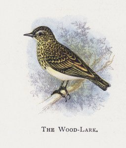 Skowronek Wood autorstwa Alexander Francis Lydon