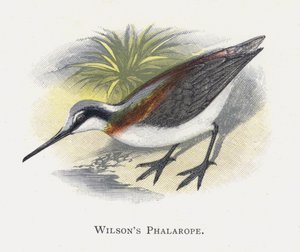 Wilsons Phalarope autorstwa Alexander Francis Lydon